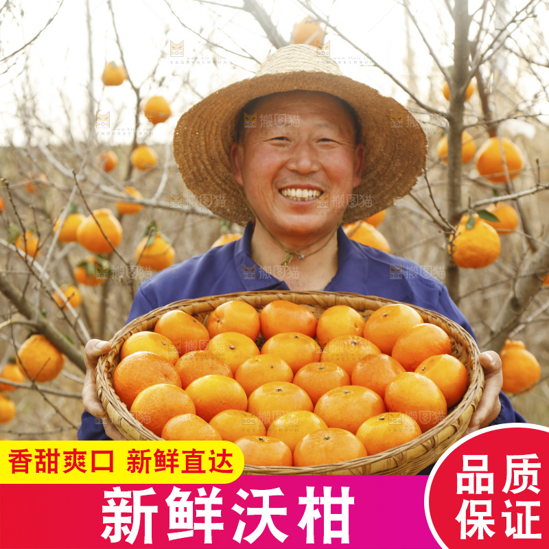 果园农民手里端着一篮武鸣沃柑