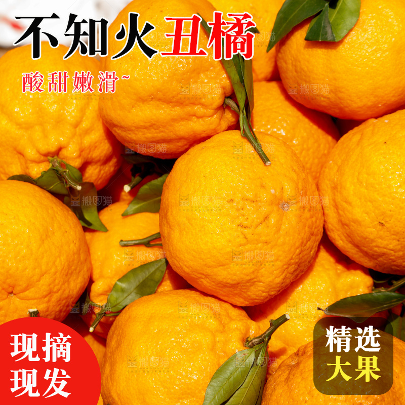 一堆新鲜丑橘