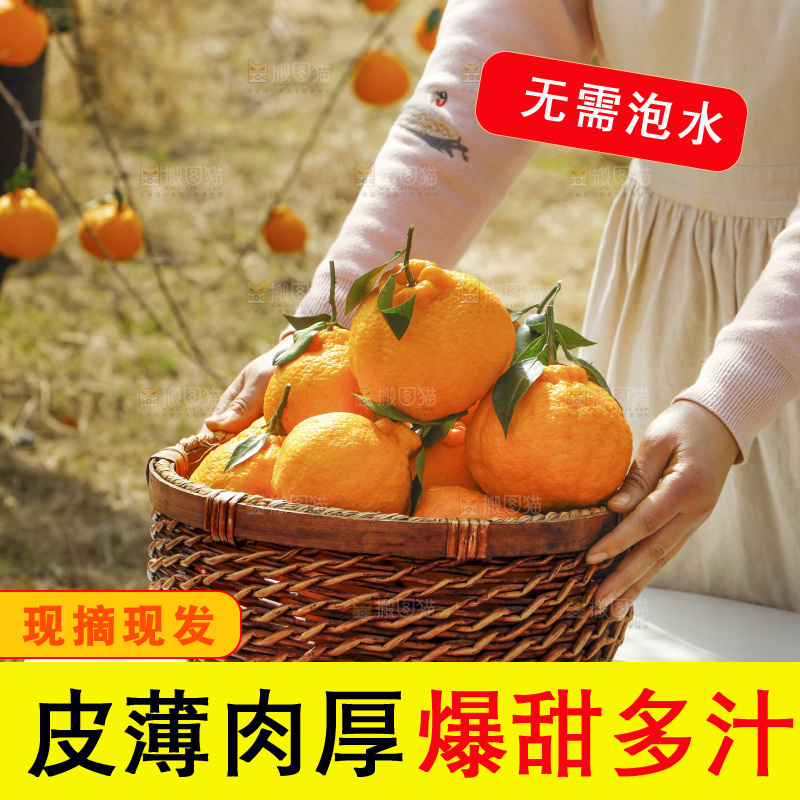 手里端着一篮丑橘