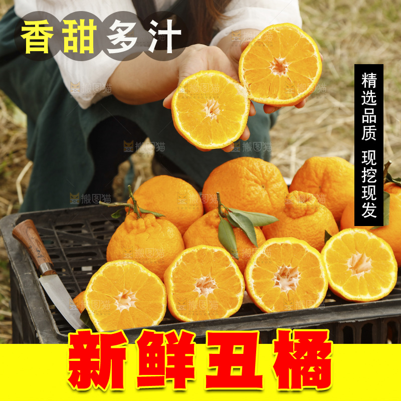 手里拿着切开的丑橘