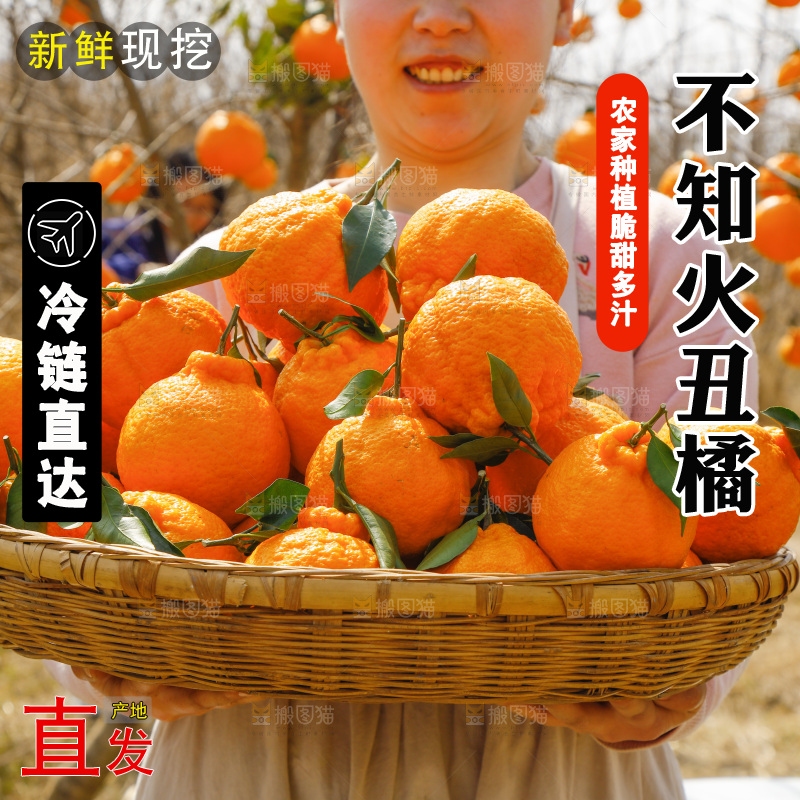 果园女人手里端着一篮丑橘