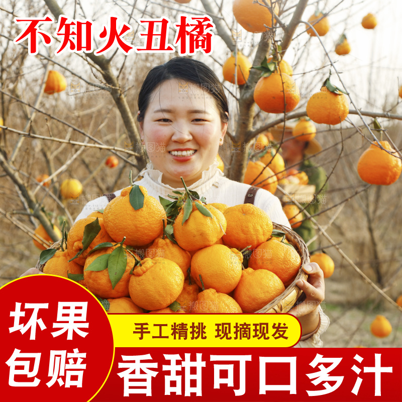果园女孩手里抱着一篮四川丑橘