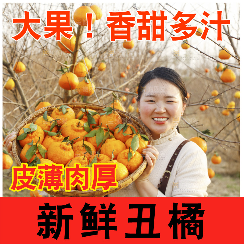 果园女孩手里抱着一篮四川丑橘