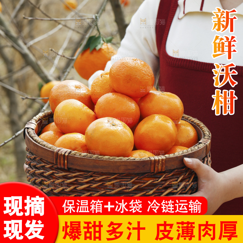 果园里手里端着一篮沃柑