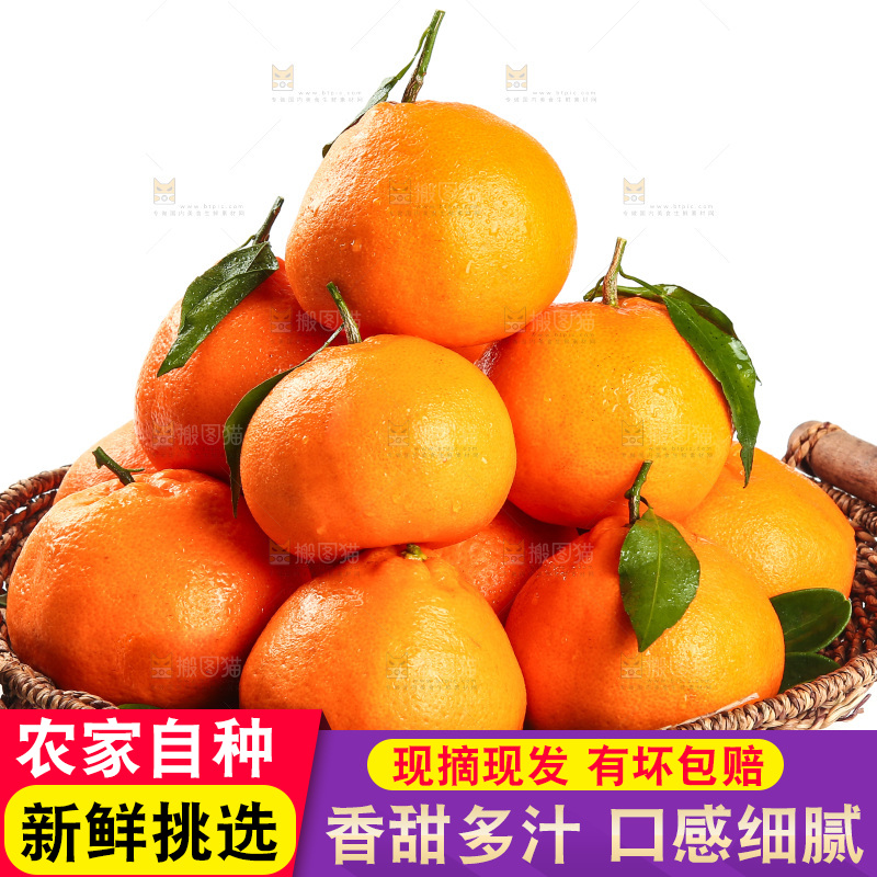 篮子里装着四川春见耙耙柑