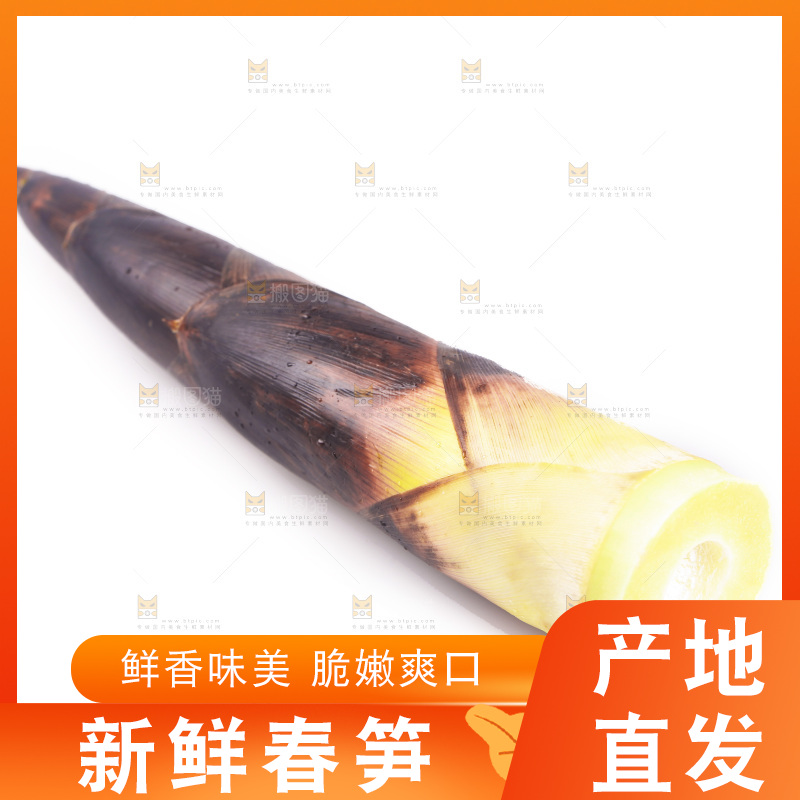 白底上的新鲜春笋