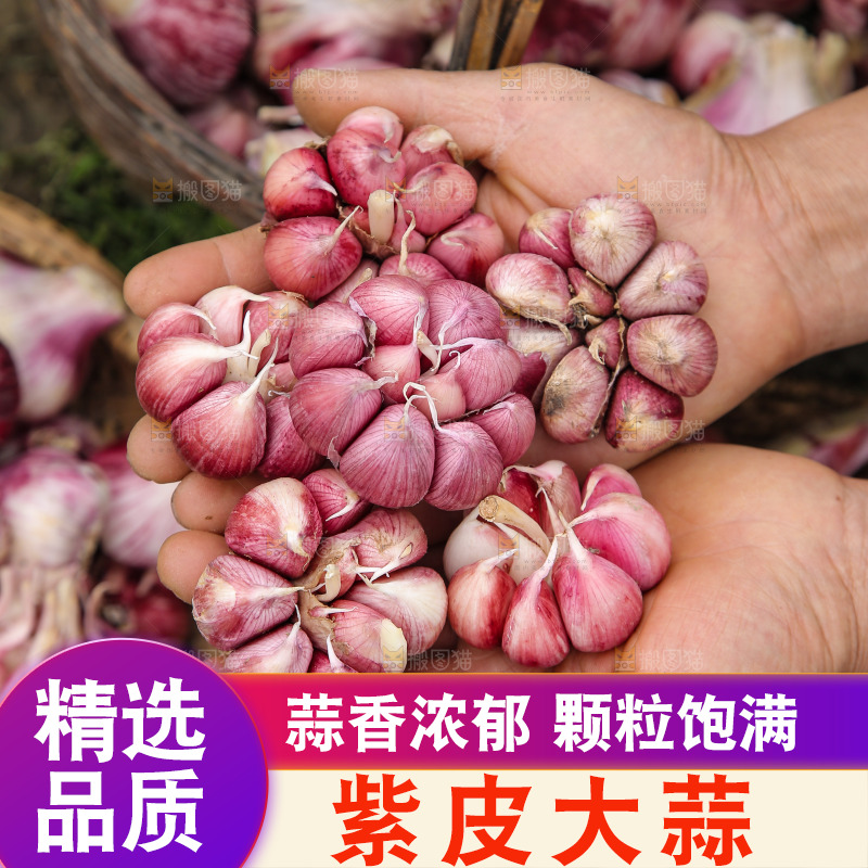 手里捧着紫皮蒜