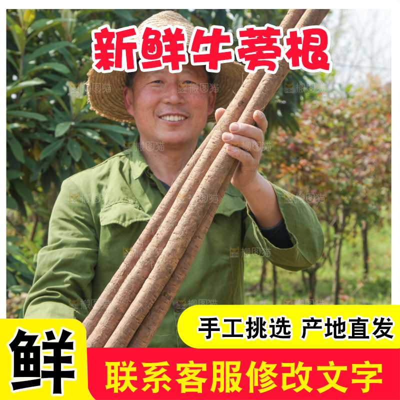 农民手里拿着新鲜牛蒡根