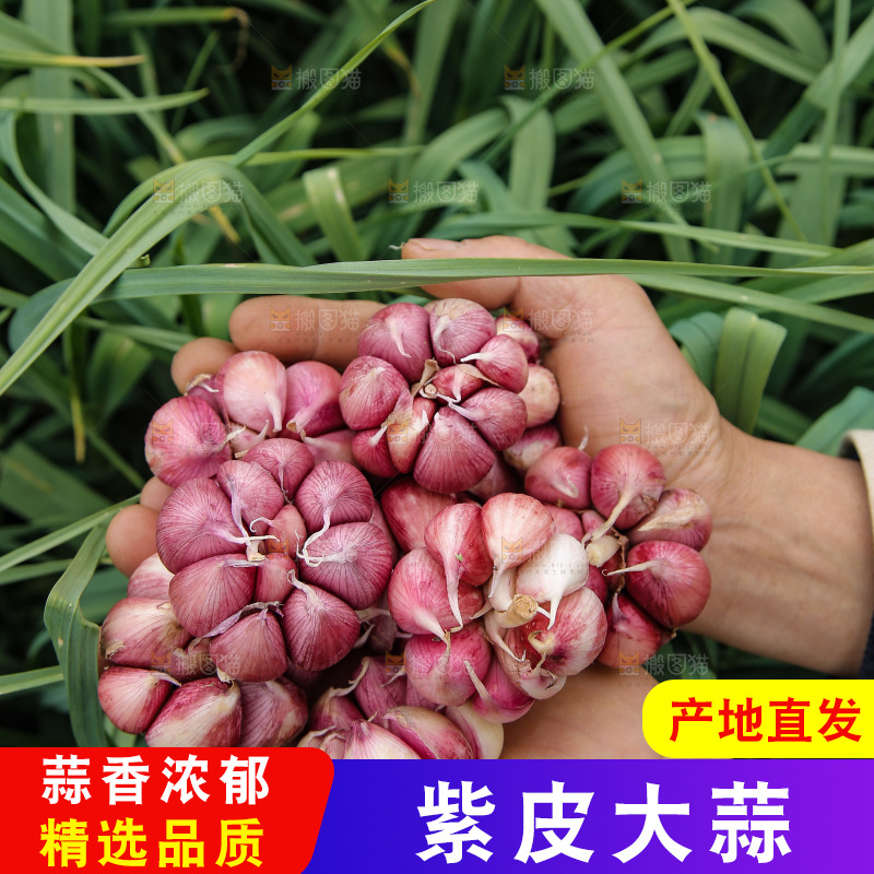 手里捧着紫皮大蒜