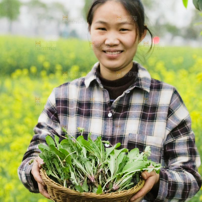女人手里端着一篮蒲公英