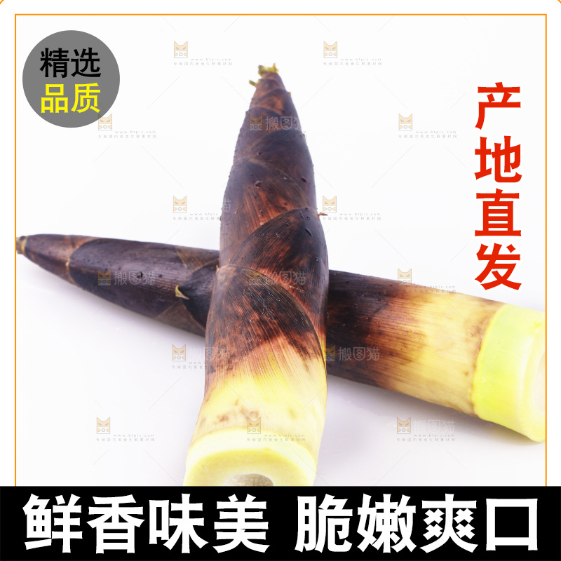 白底上的新鲜春笋