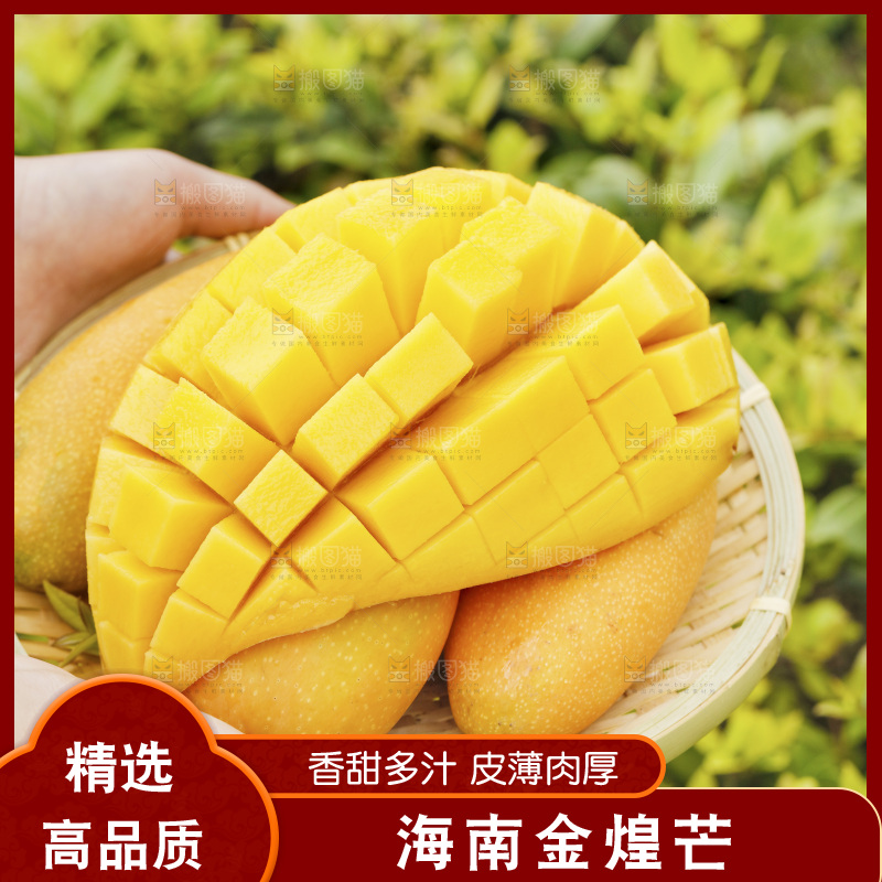 手里端着一篮海南金煌芒