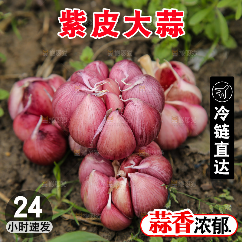 新鲜的紫皮多瓣蒜
