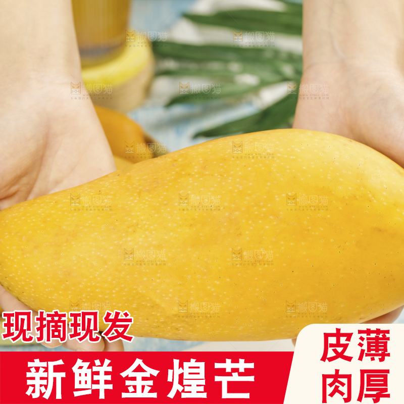 手里拿着大金煌芒