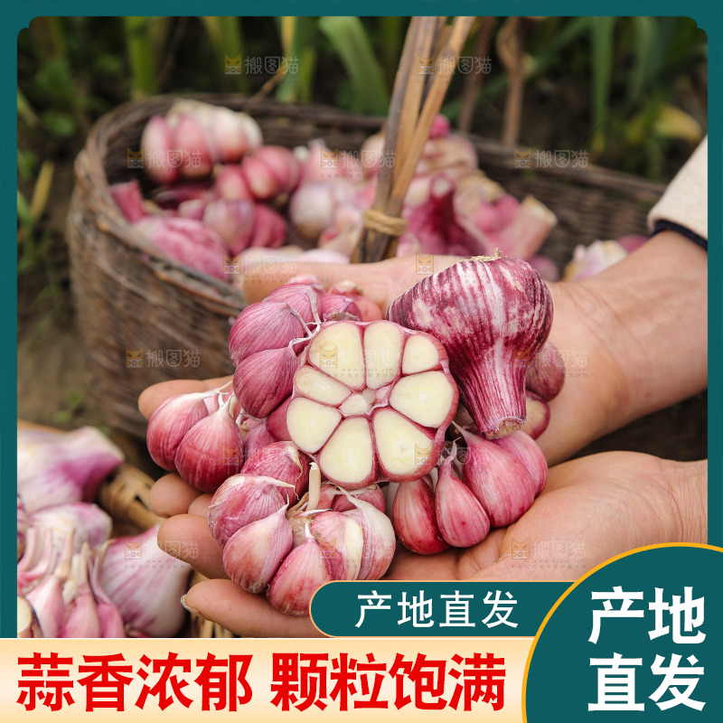 手里捧着紫皮蒜
