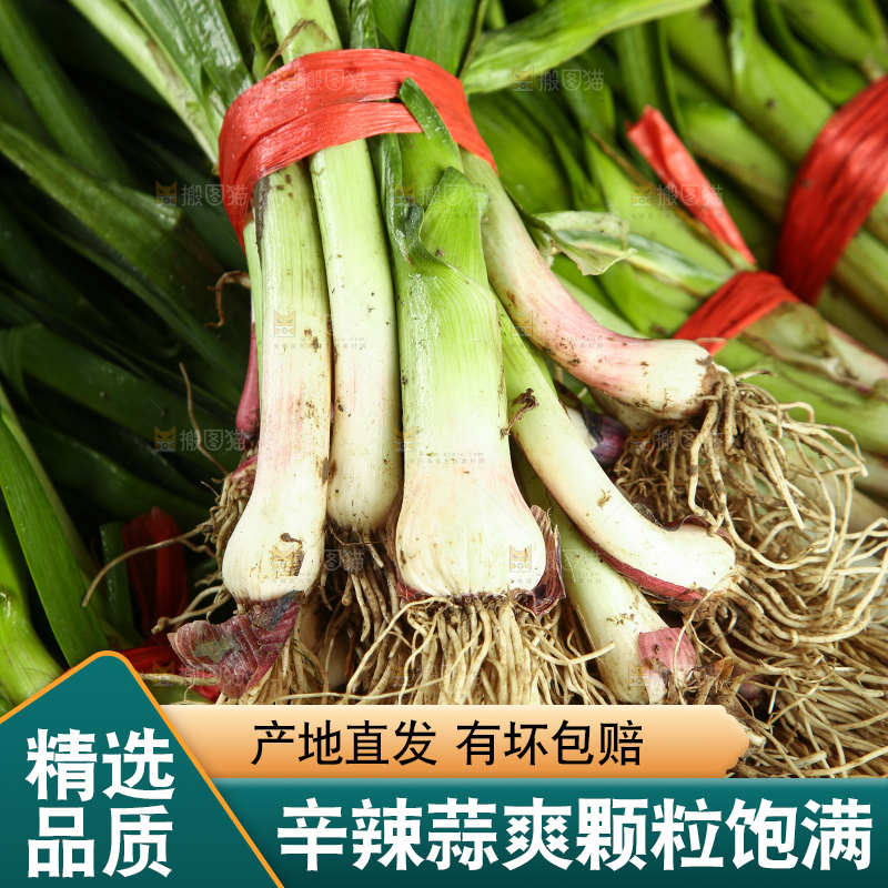 蒜苗纹理