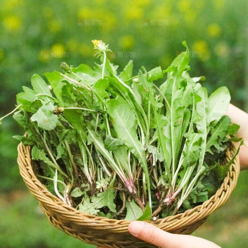 手里端着一篮蒲公英