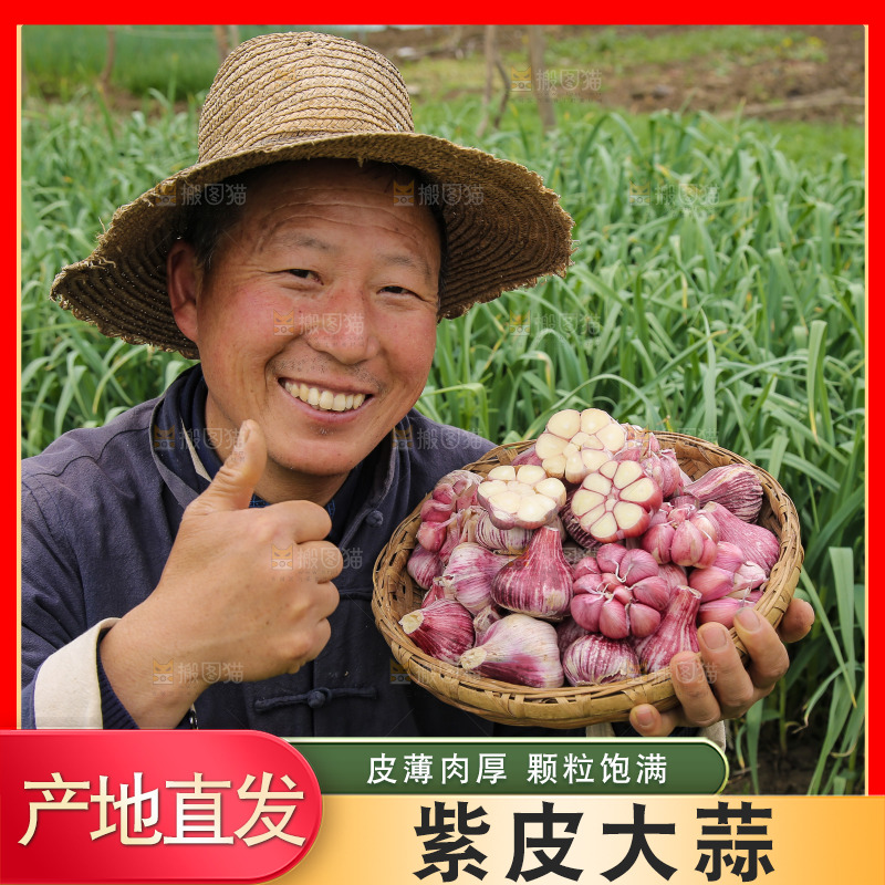 农民手里端着一篮紫皮大蒜