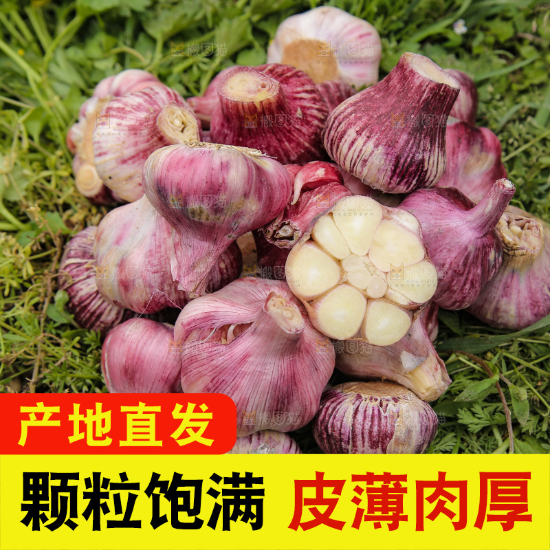 一堆紫皮鲜蒜