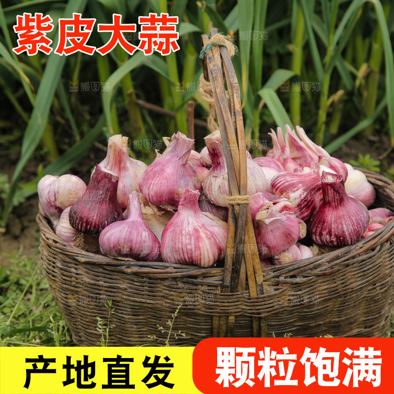 一篓紫皮大蒜