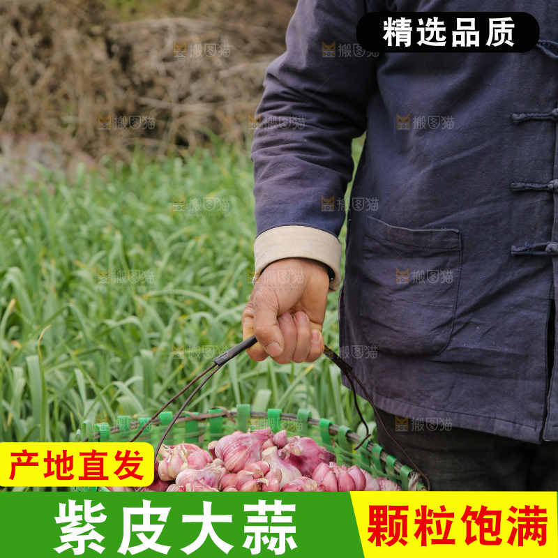 一篓新鲜紫皮大蒜