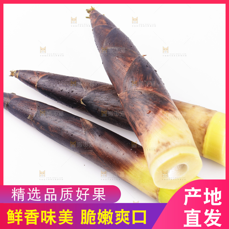 白底上的新鲜春笋