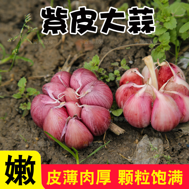 新鲜的紫皮多瓣蒜