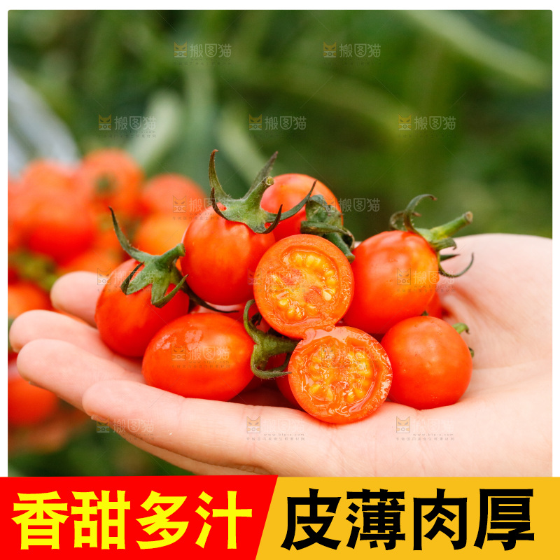 手里拿着新鲜小番茄