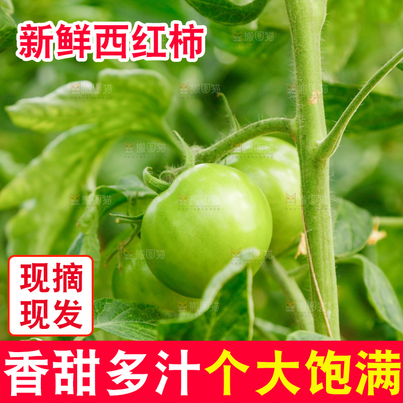 大棚里种着西红柿