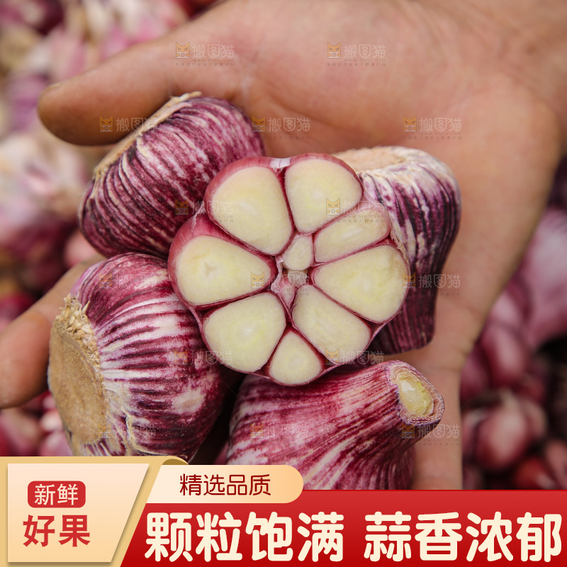 手里拿着紫皮大蒜
