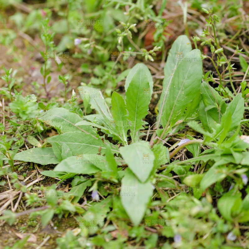地里长着新鲜蒲公英
