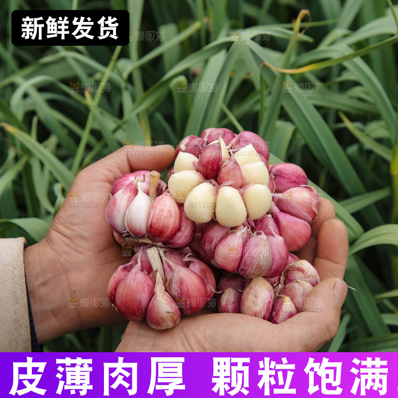 手里捧着紫皮大蒜