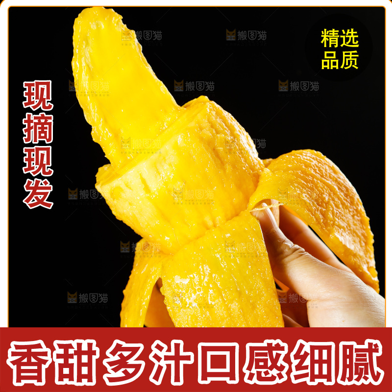 手里拿着金煌水仙芒