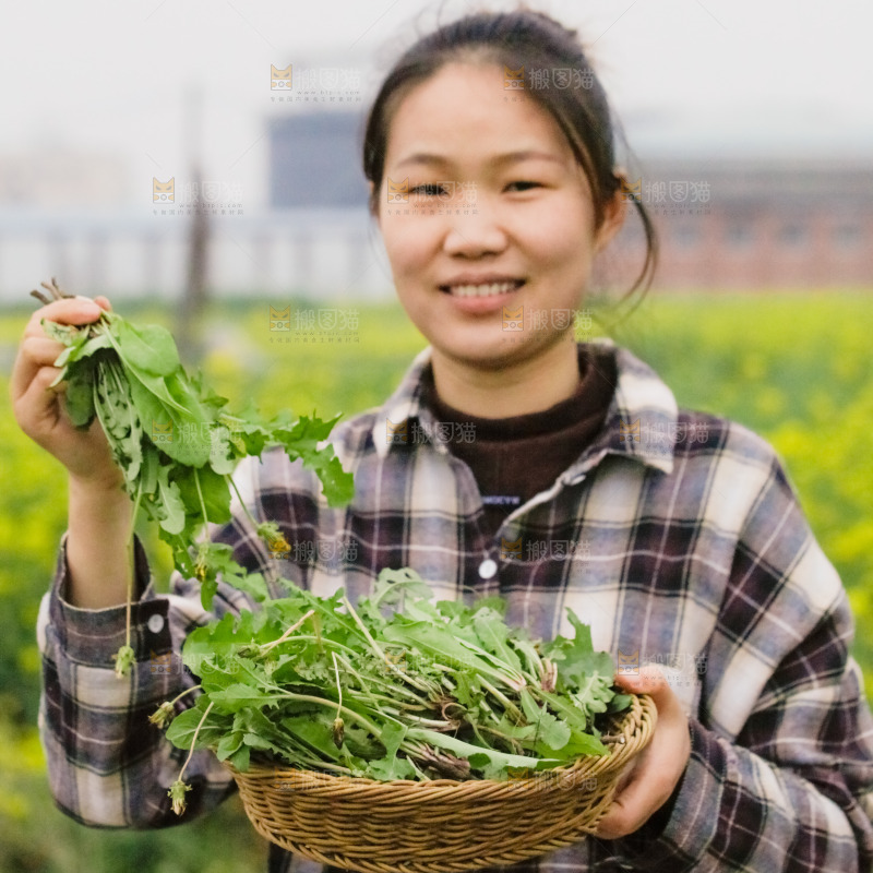 女人手里端着一篮蒲公英