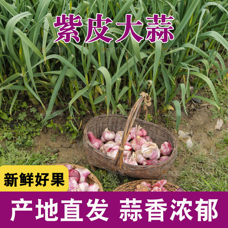 一堆新鲜的紫皮蒜