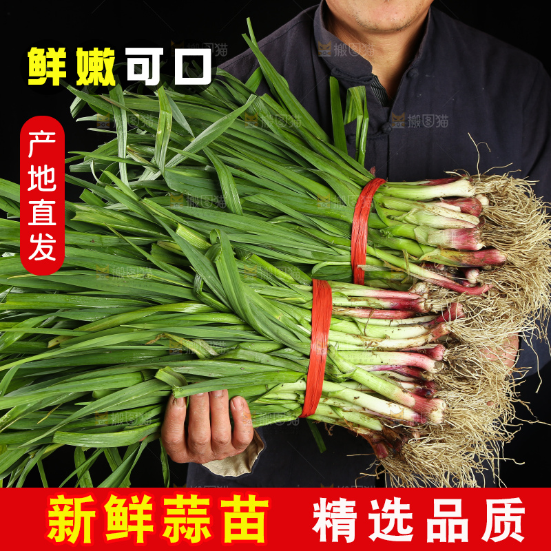 农民手里抱着蒜苗