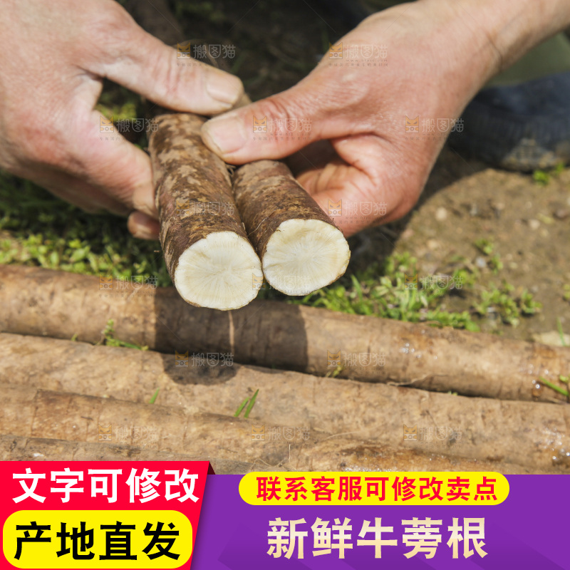 手里拿着牛蒡