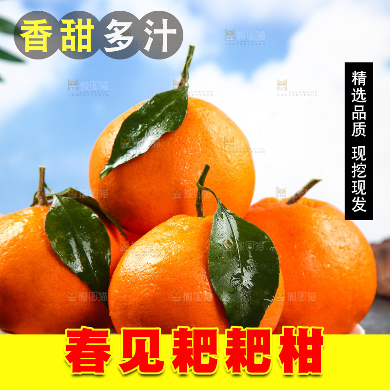 盘子里的四川春见耙耙柑