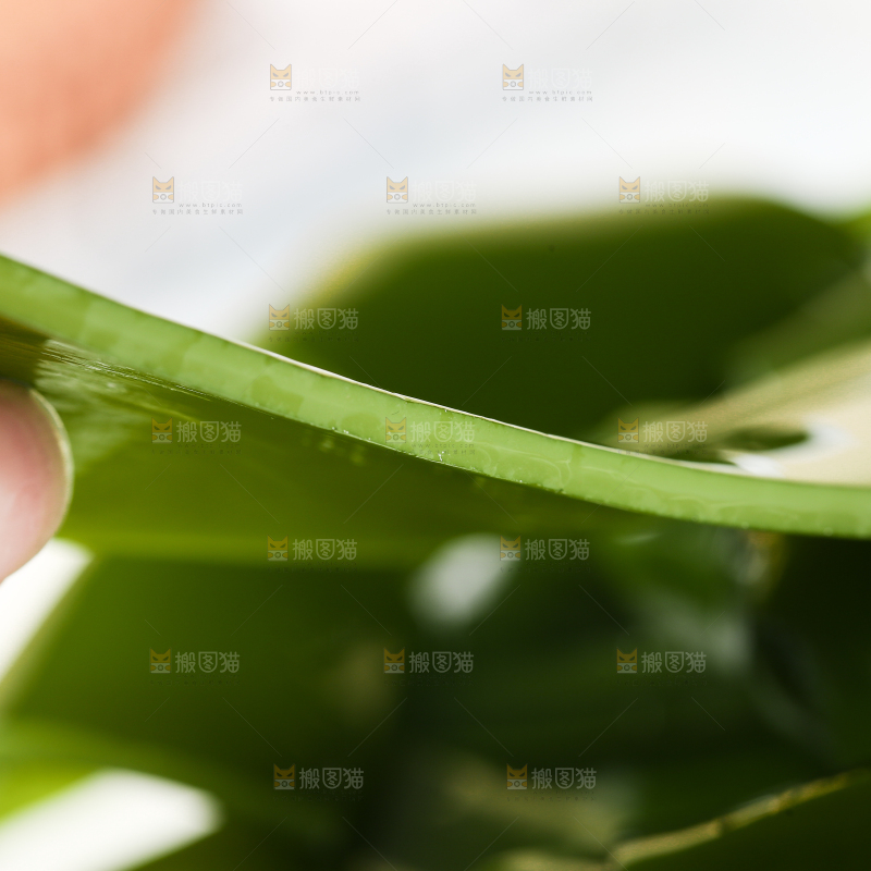 手里拿着海带