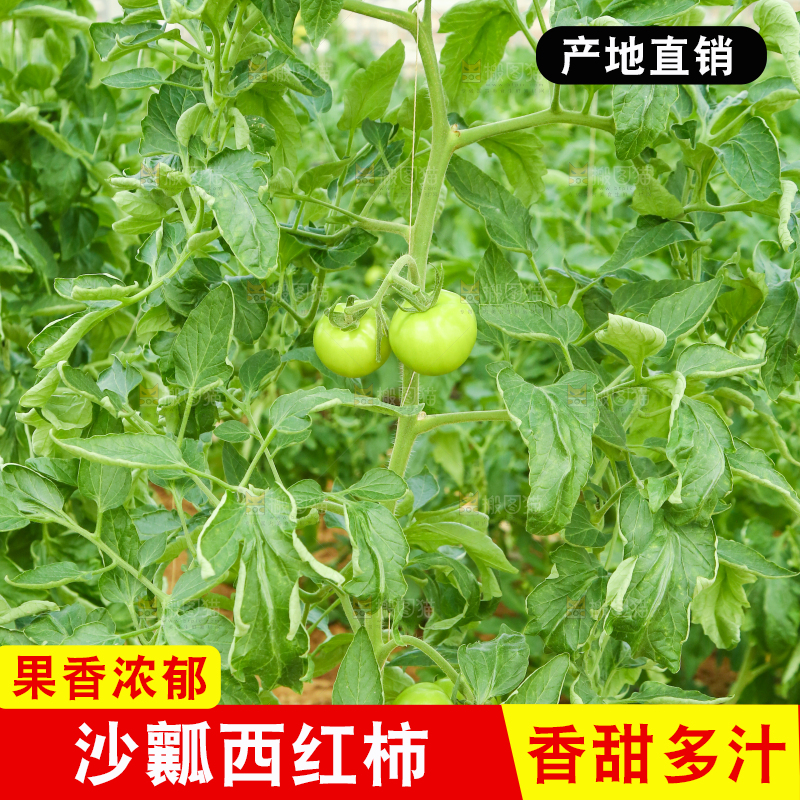 大棚西红柿种植