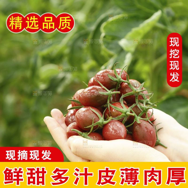 手里捧着紫弹头小番茄