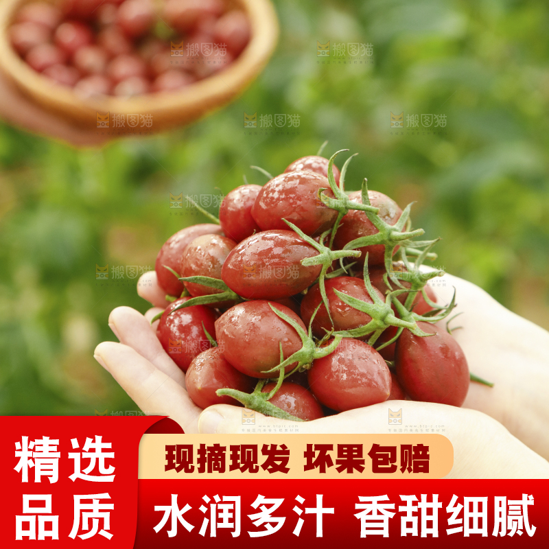 手里捧着紫弹头小番茄