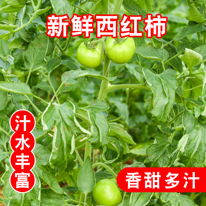 番茄种植基地