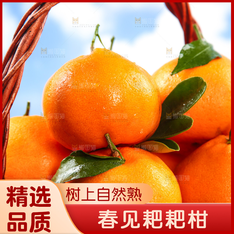 篮子里装着新鲜耙耙柑