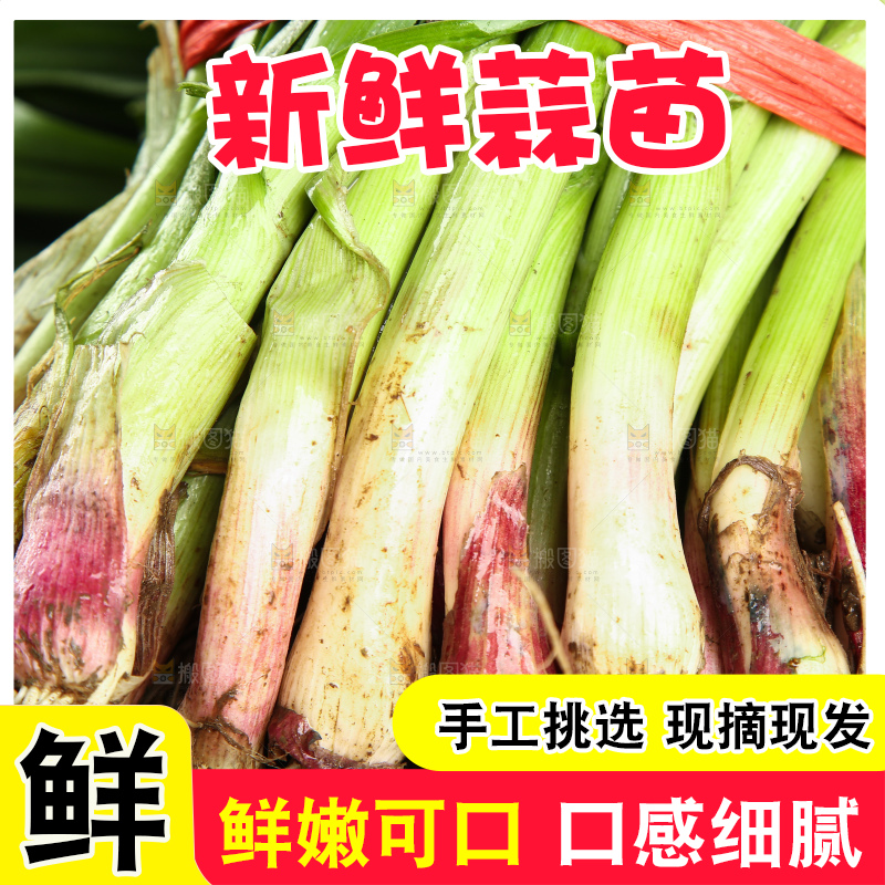 新鲜的红皮蒜苗