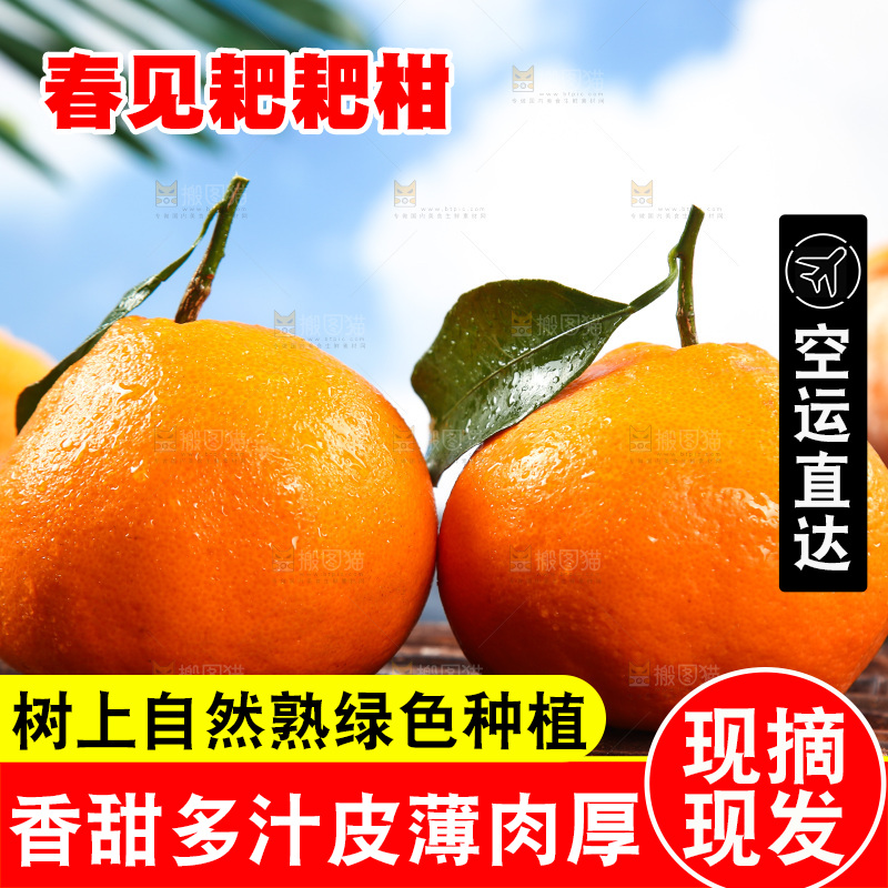竹底上放着春见耙耙柑