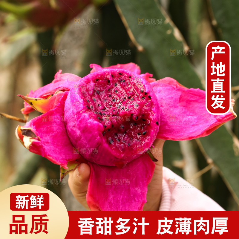 手里拿着红心火龙果