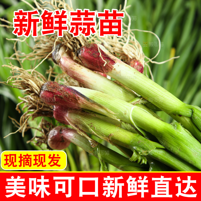 新鲜的红皮蒜苗
