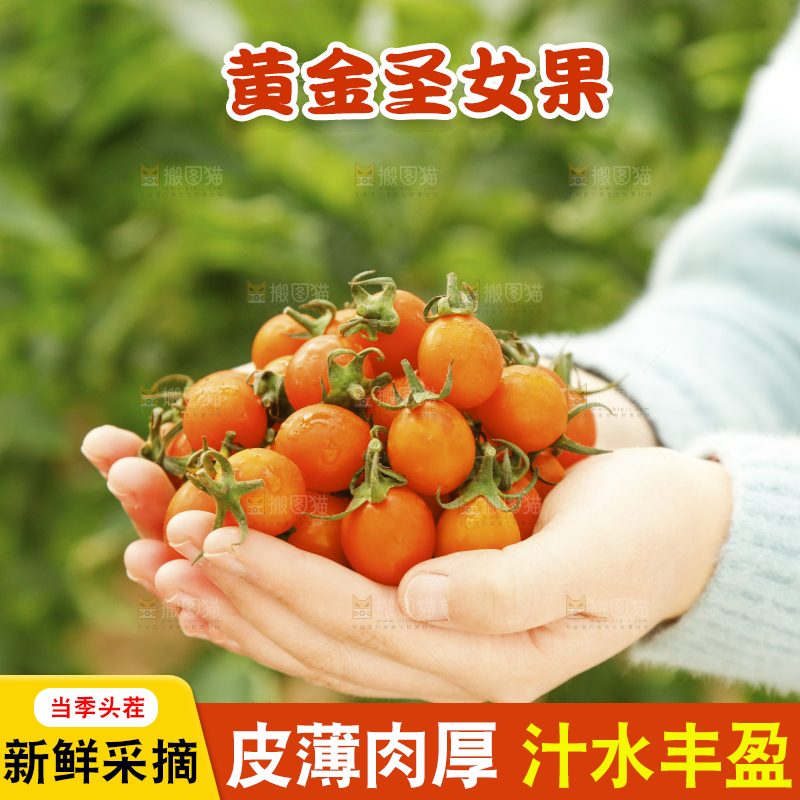 手里捧着黄金小番茄