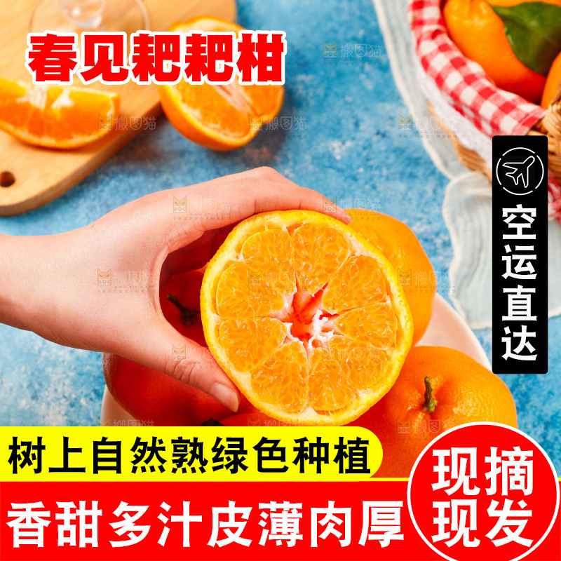 手里拿着四川春见耙耙柑